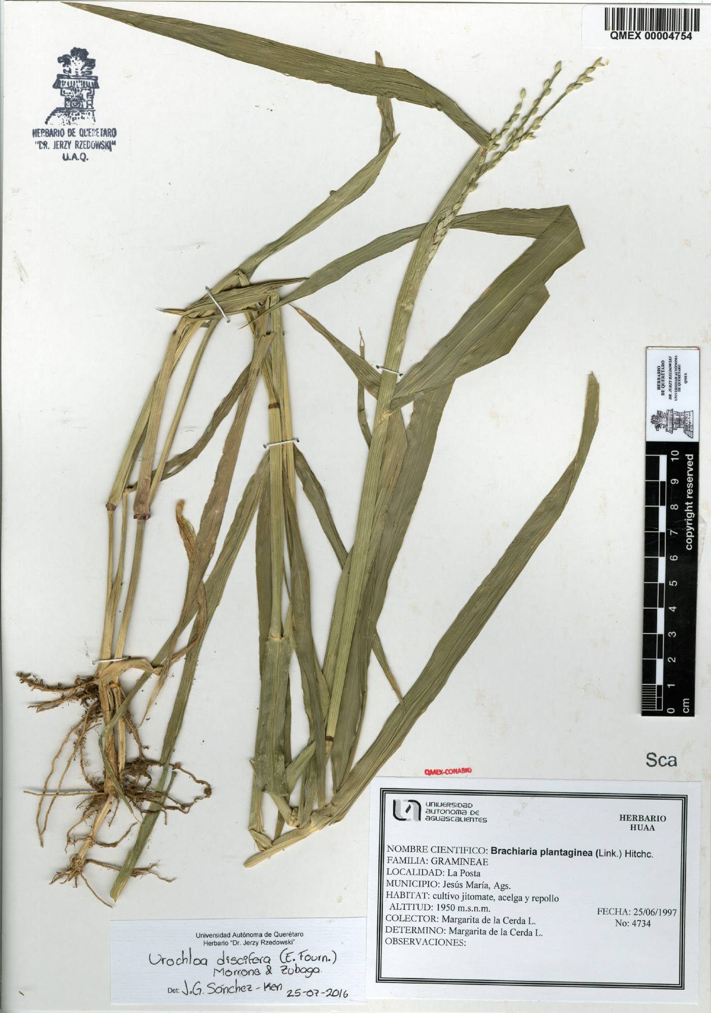 Urochloa discifera image