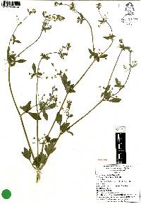 Apium graveolens image