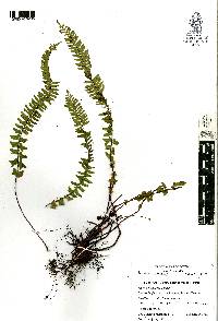 Asplenium monanthes image