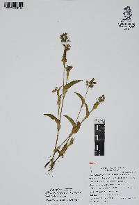 Callisia purpurascens image