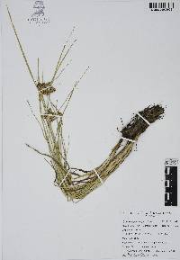 Cyperus lanceolatus image