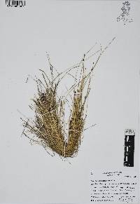 Eleocharis montevidensis image