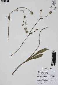 Eryngium columnare image