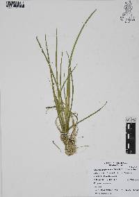 Lilaeopsis schaffneriana image