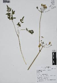 Prionosciadium thapsoides image