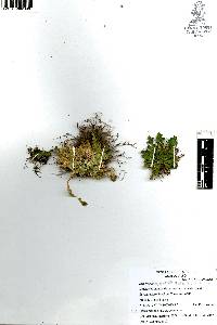 Selaginella lepidophylla image