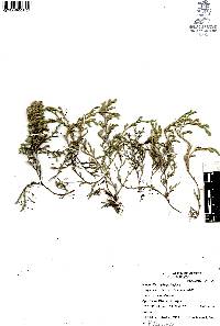 Selaginella rupincola image