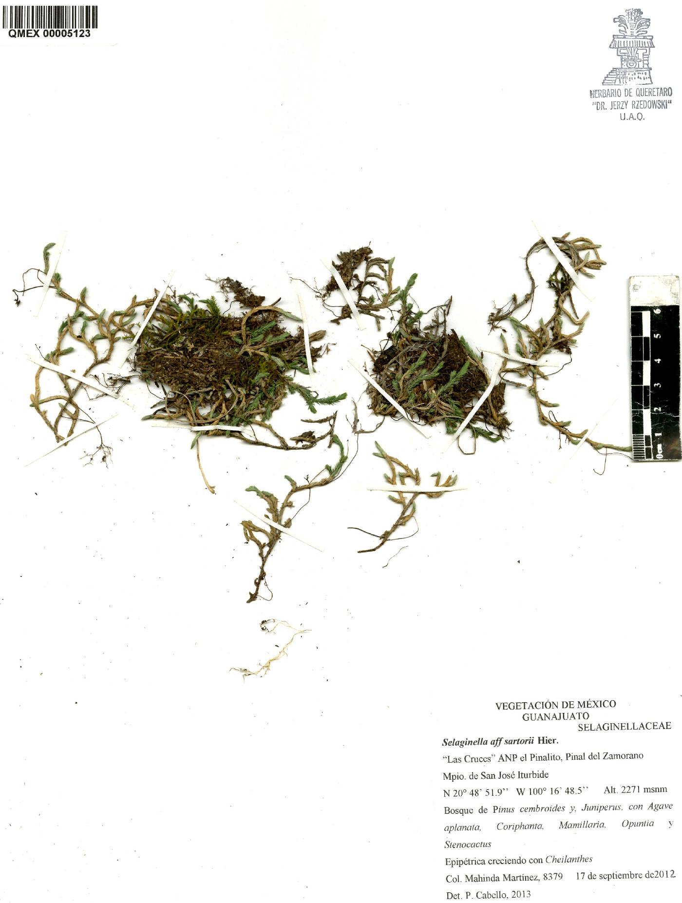 Selaginella sartorii image