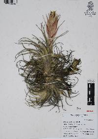 Tillandsia erubescens image