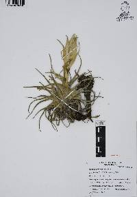 Tillandsia erubescens image