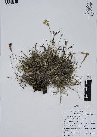 Tillandsia recurvata image