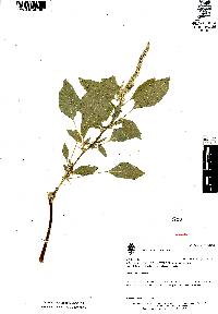 Amaranthus spinosus image