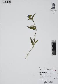 Commelina diffusa image
