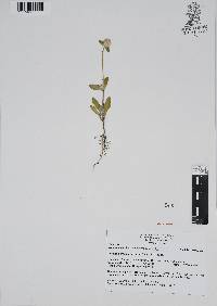 Gomphrena serrata image