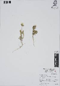Gomphrena serrata image
