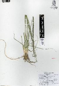 Sporobolus indicus image