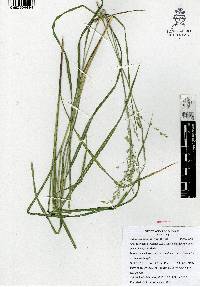 Zuloagaea bulbosa image