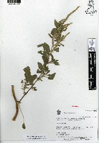 Amaranthus spinosus image