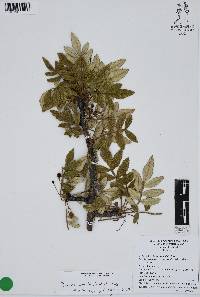 Bursera cuneata image
