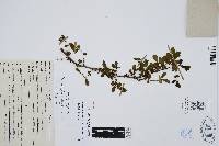 Bursera fagaroides image