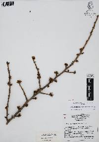 Bursera fagaroides image