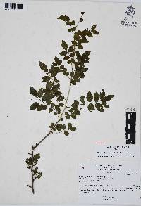 Bursera fagaroides image