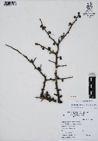 Bursera fagaroides image