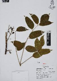Bursera simaruba image