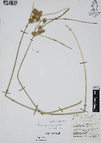 Cyperus entrerianus image