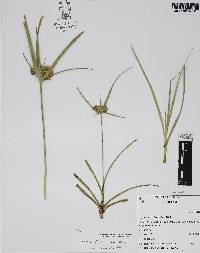 Cyperus entrerianus image