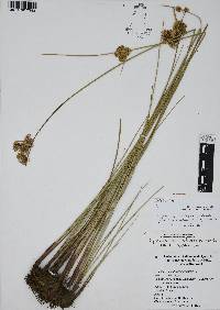 Cyperus entrerianus image