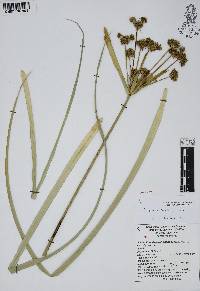 Cyperus entrerianus image