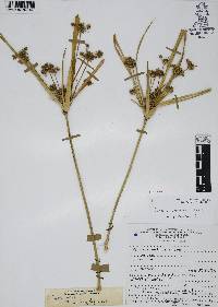 Cyperus entrerianus image