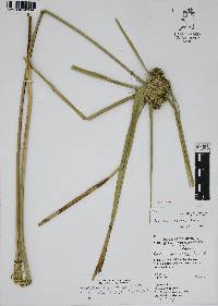 Cyperus entrerianus image