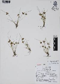 Cyperus flavescens image