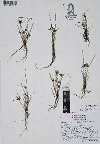 Cyperus flavescens image