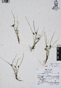 Cyperus flavescens image