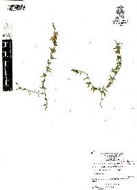 Dyschoriste microphylla image