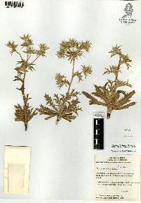 Eryngium carlinae image