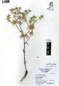 Eryngium carlinae image