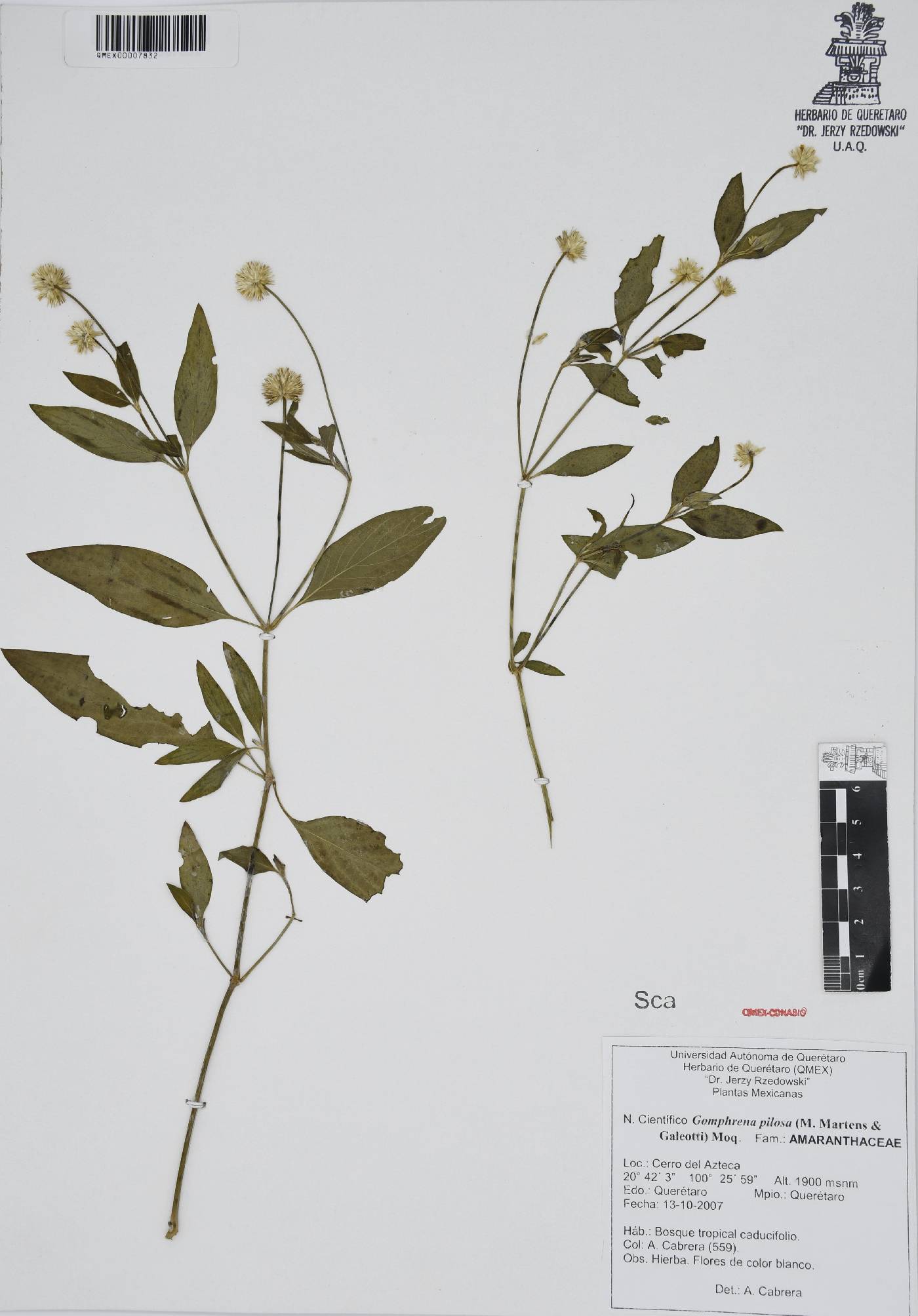 Gomphrena pilosa image