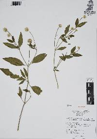 Gomphrena pilosa image