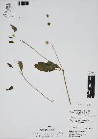 Gomphrena pilosa image
