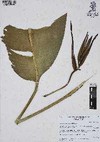 Heliconia schiedeana image