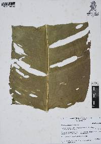 Heliconia schiedeana image