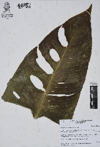 Heliconia schiedeana image