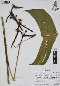 Heliconia schiedeana image