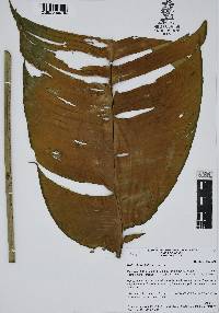 Heliconia schiedeana image
