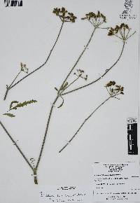 Prionosciadium thapsoides image