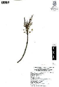 Pseudosmodingium virletii image